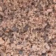 Rock Salt Cat 2019