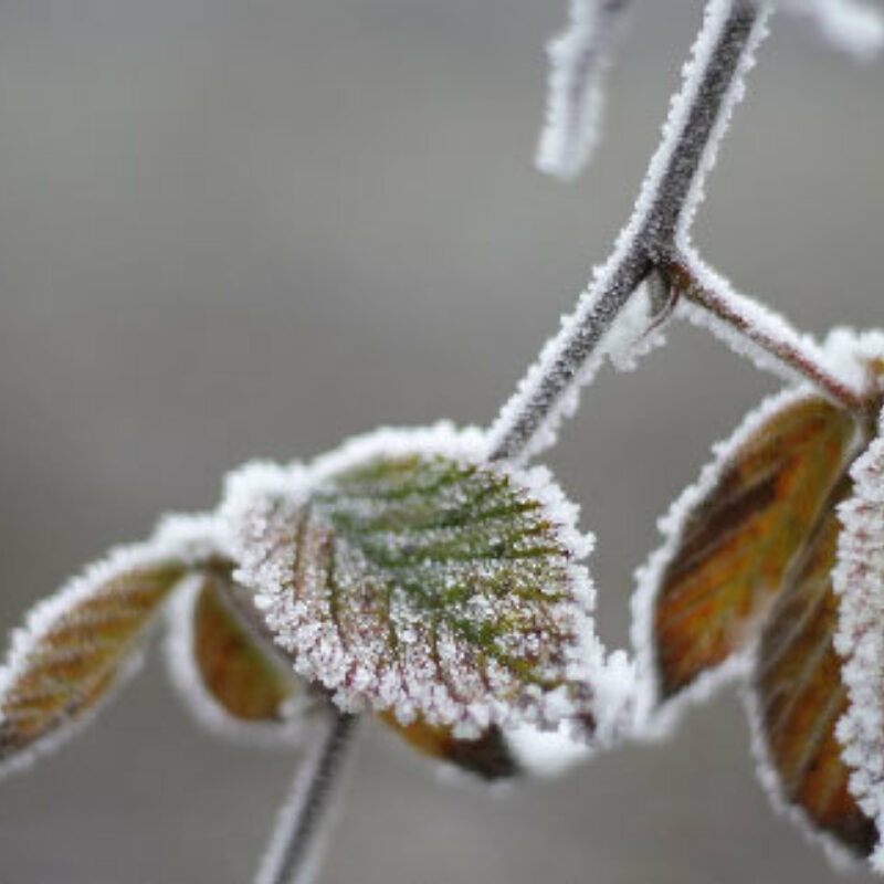 Loose white de icing salt
